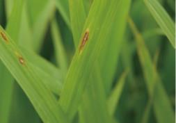 Rice_Disease_001